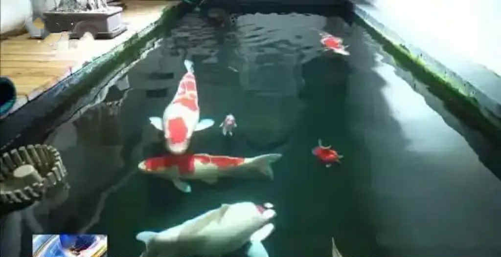 Chi tiền khủng cải tạo tầng hầm chung cư thành ao cá Koi, người đàn ông bị hàng xóm kiện ra tòa: “Anh không được làm thế”- Ảnh 1.