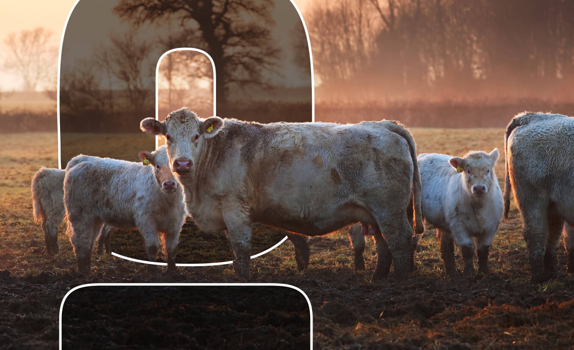 Đây là miếng thịt nhân tạo lớn nhất loài người từng nuôi cấy được: Thật bất ngờ, các nhà khoa học Nhật Bản đã