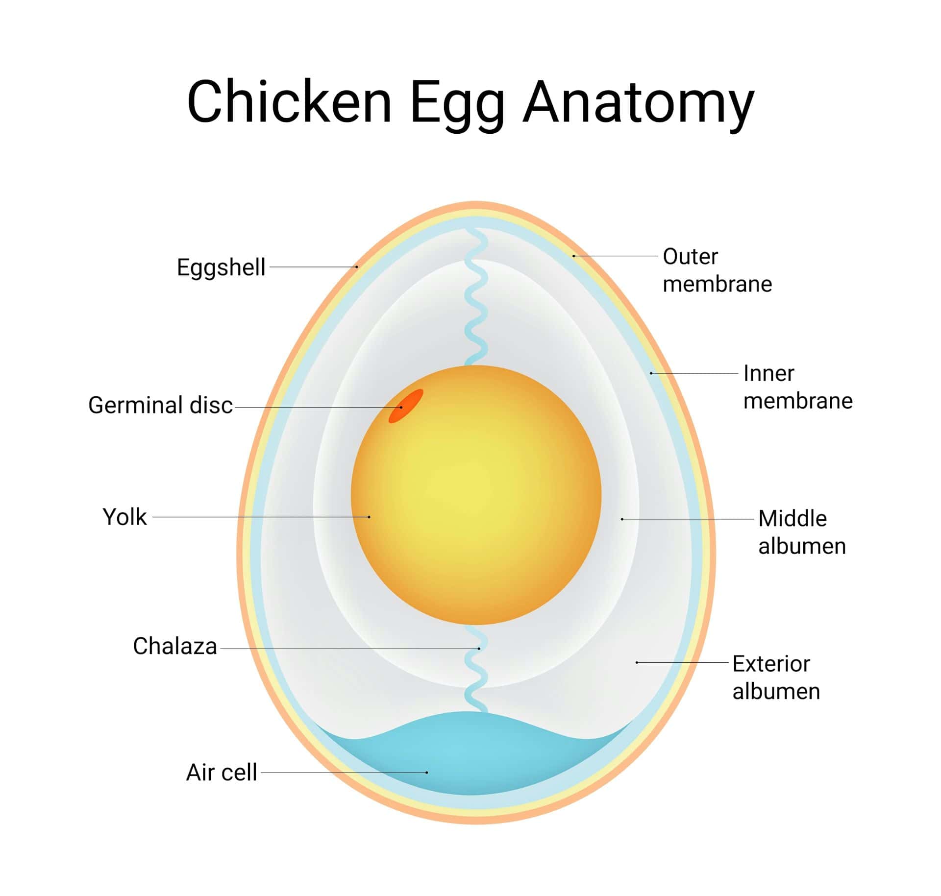 Nguyên việc bóc trứng luộc cũng phiền đến các nhà khoa học: Họ đã mất 60 năm để tạo ra công thức, vậy mà bạn vẫn làm quả trứng thành ra thế này?- Ảnh 2.