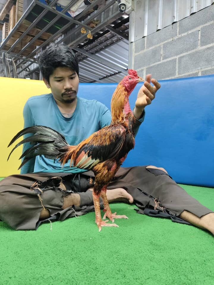 Con gà chọi được trả 5,2 tỷ đồng, người đàn ông liền đồng ý bán- Ảnh 2.