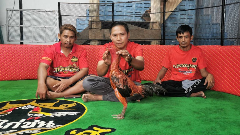 Con gà chọi được trả 2,8 tỷ đồng, người đàn ông từ chối bán- Ảnh 1.