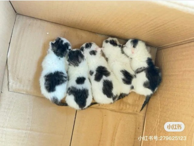 Thấy bàn chân lạ thò ra từ gầm xe ô tô, cô gái hoảng sợ tìm người giúp và nhận về cái kết bất ngờ- Ảnh 2.