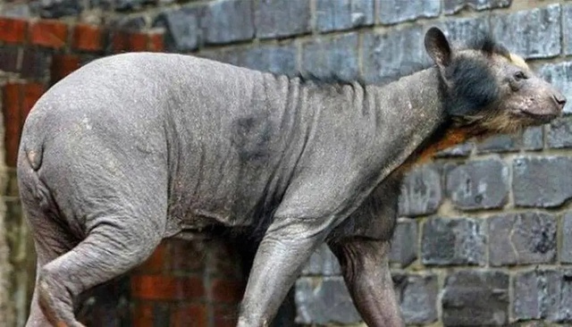 Lần theo dấu vết trong chuồng lợn, chuyên gia giật mình tự nhủ