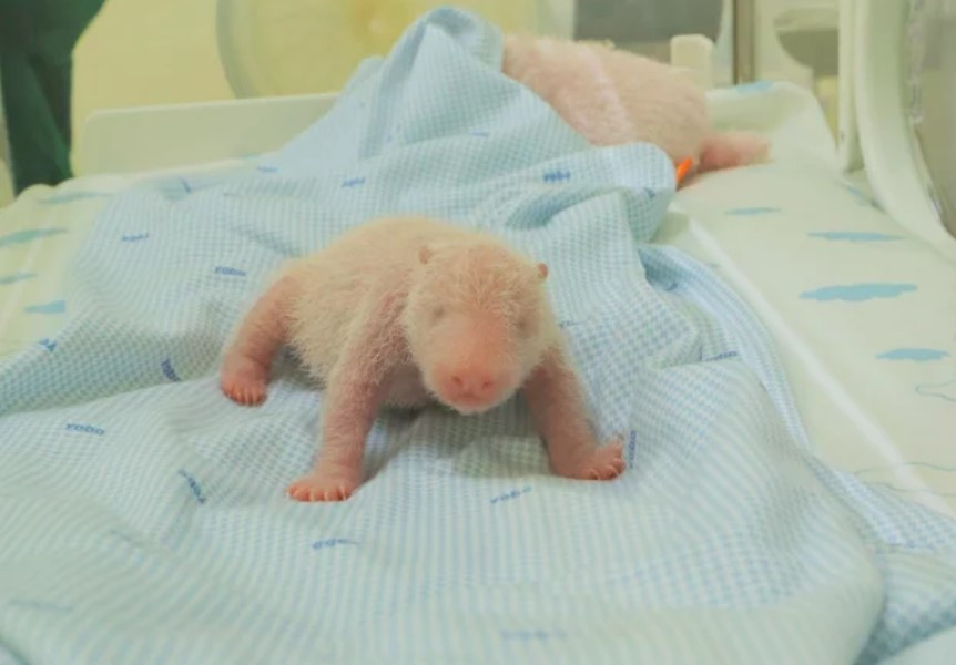 Gấu trúc đầu tiên ra đời ở Indonesia- Ảnh 1. Gấu trúc đầu tiên ra đời ở Indonesia- Ảnh 1.