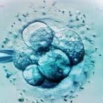 Chuyển nhầm phôi thai khiến một phụ nữ sinh con của người khác gettyimages 136810267 68405933674889534015929 39096544164770946288658 17444204250191829860116