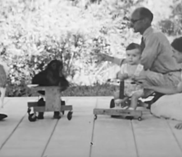 Người đàn ông nuôi con trai 10 tháng tuổi cùng một con tinh tinh, cái kết khiến ai nấy đều xót xa- Ảnh 4. Người đàn ông nuôi con trai 10 tháng tuổi cùng một con tinh tinh, cái kết khiến ai nấy đều xót xa- Ảnh 4.