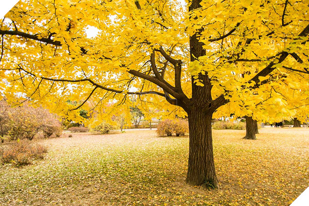 Ghost of Yotei: Y Nghia Sau Sac Cua Cay Bach Qua Trong Game 2 Ghost of Yotei: Ý Nghĩa Sâu Sắc Của Cây Bạch Quả Trong Game 2