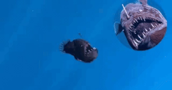 Đoạn clip rùng mình: “Ác quỷ đại dương” bất ngờ trồi lên vùng nước nông, chuyện gì đang xảy ra? 26 Đoạn clip rùng mình: “Ác quỷ đại dương” bất ngờ trồi lên vùng nước nông, chuyện gì đang xảy ra? giphy 1739260586443931905431 1739270701078 1739270701307953130976 0 0 477 764 crop 1739270778027413950605gifpng