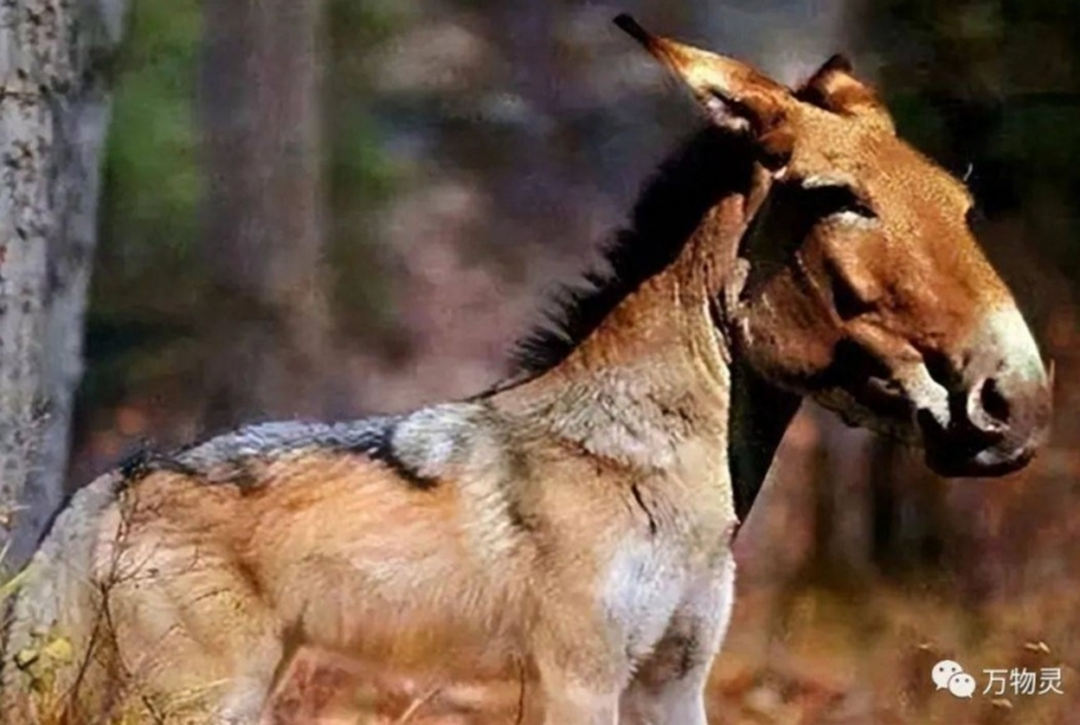 Loài vật quý hiếm bậc nhất hành tinh bất ngờ tái xuất sau 500.000 năm tuyệt tích- Ảnh 2.