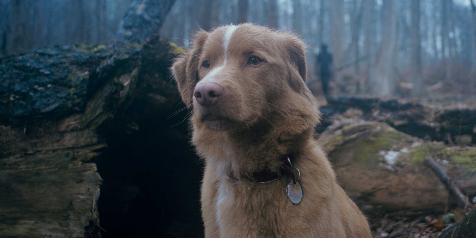 good-boy-indy-in-woods-1755673302898-1755673303148450354179-1755676617372-17556766178831184536133 "Chú chó có chết không?" là gì mà lượt tìm kiếm tăng 2000% chỉ sau 2 ngày? good boy indy in woods 1755673302898 1755673303148450354179 1755676617372 17556766178831184536133