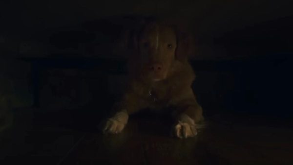 Good Boy Có Trailer Mới: Nhà Ma Qua Góc Nhìn Của Chú Chó good boy4 uktbjpg