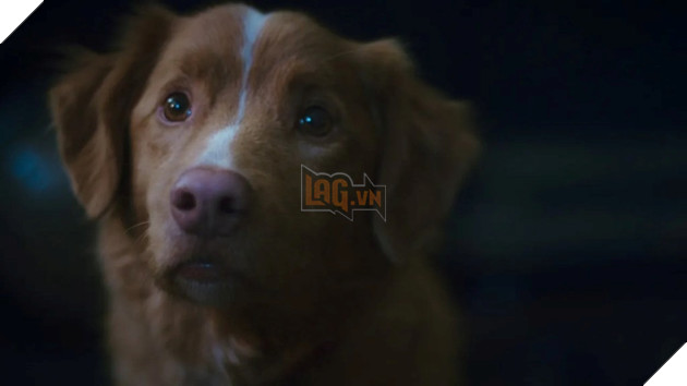 Hình ảnh chú chó trong phim Good Boy