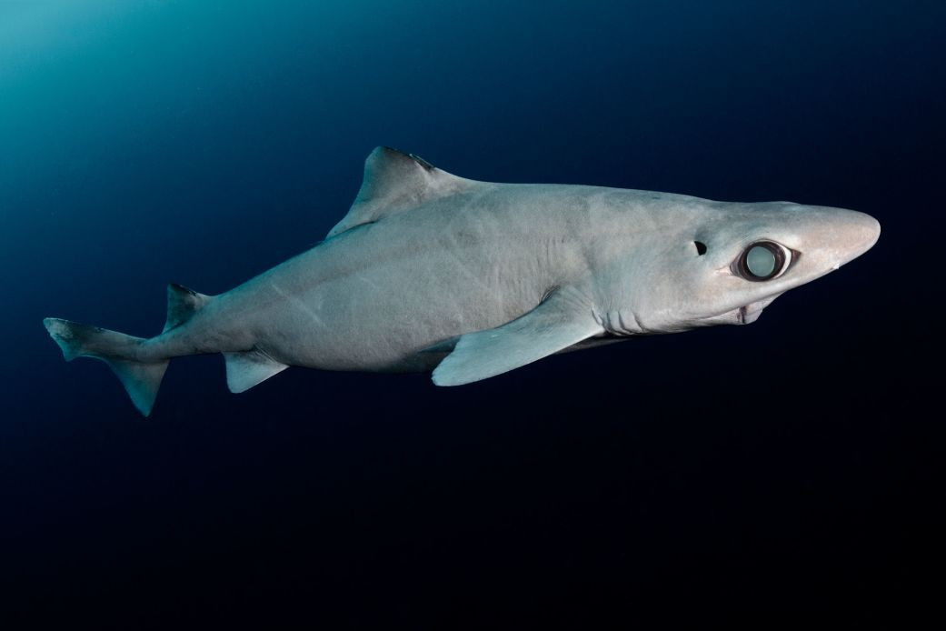 Sinh vật sót lại từ thời tiền sử đang bị đe dọa- Ảnh 1. Sinh vật sót lại từ thời tiền sử đang bị đe dọa- Ảnh 1.