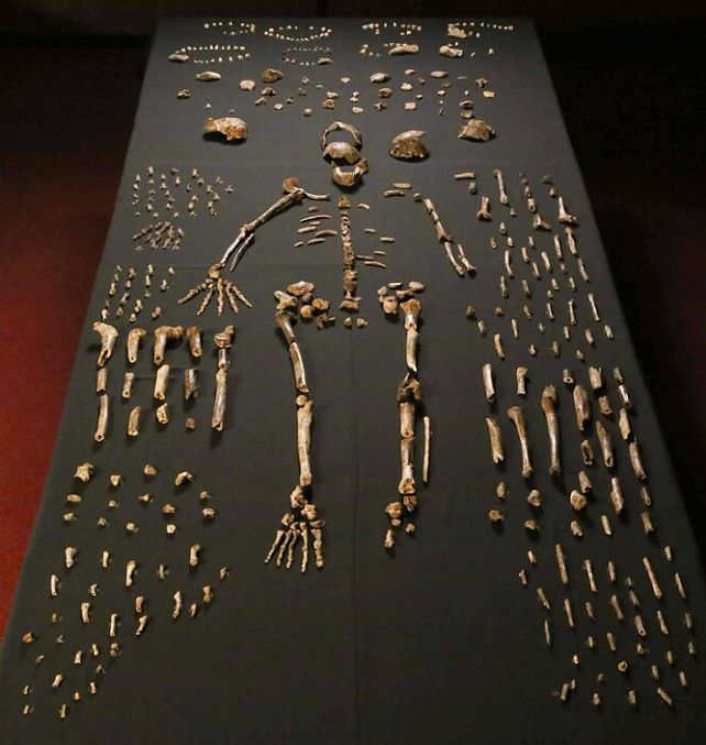 Một loài khác biết chôn người chết trước cả chúng ta?- Ảnh 1.