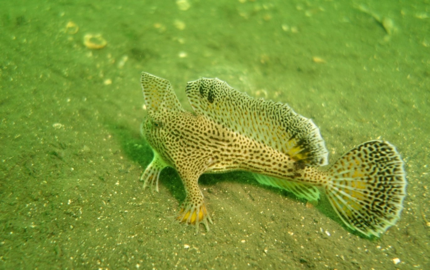 Loài cá cô đơn nhất thế giới- Ảnh 3.