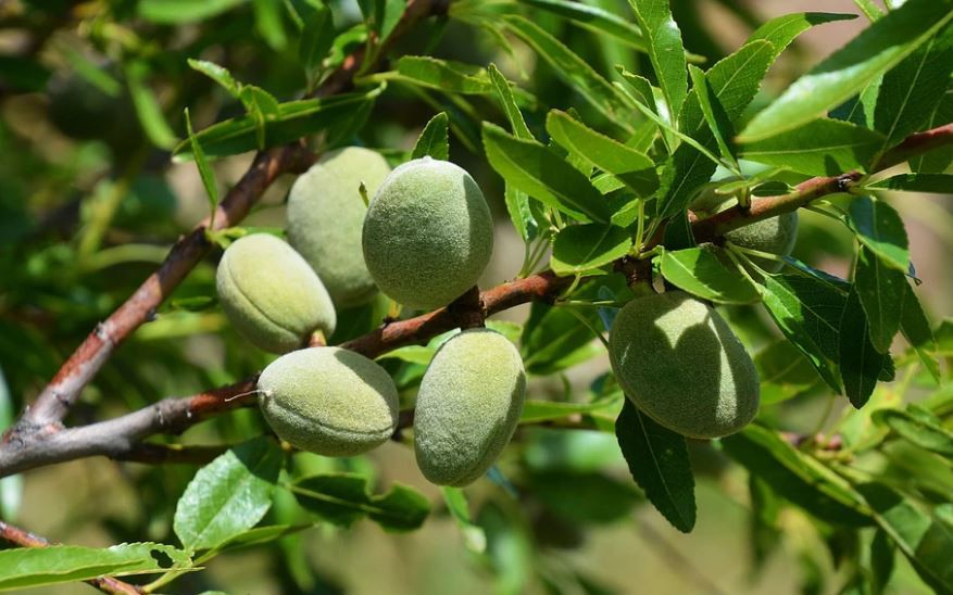 Loại hạt khổng lồ đắt đỏ bậc nhất thế giới, mỗi hạt giá 71 triệu đồng- Ảnh 3.