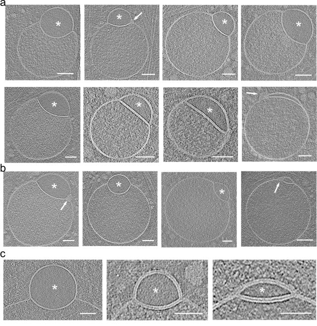 Phát hiện cấu trúc mới bí ẩn trong tế bào người- Ảnh 1.