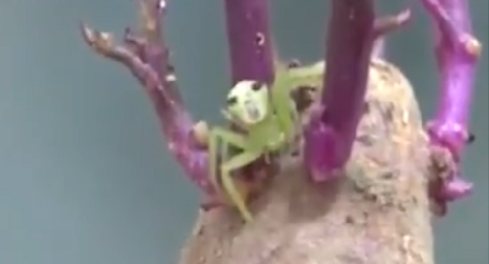 Nhện “mặt người” gây chú ý trên mạng Thái Lan- Ảnh 3. Nhện “mặt người” gây chú ý trên mạng Thái Lan- Ảnh 3.