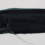 Loài thủy quái đáng sợ nhất hành tinh hiostomabarbatum3norfanz 1764834455842922068876 49 0 799 1200 crop 17648345105461977578081 1764836503307 1764836503736737963255 0 0 477 764 crop 176483651597642404686jpg