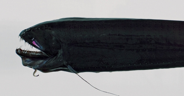 Loài thủy quái đáng sợ nhất hành tinh 30 Loài thủy quái đáng sợ nhất hành tinh hiostomabarbatum3norfanz 1764834455842922068876 49 0 799 1200 crop 17648345105461977578081 1764836503307 1764836503736737963255 0 0 477 764 crop 176483651597642404686jpg