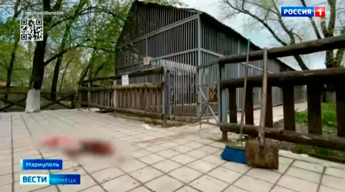 Người truyền cảm hứng cho toàn thế giới về tình yêu động vật bị hổ trắng vồ chết- Ảnh 4.