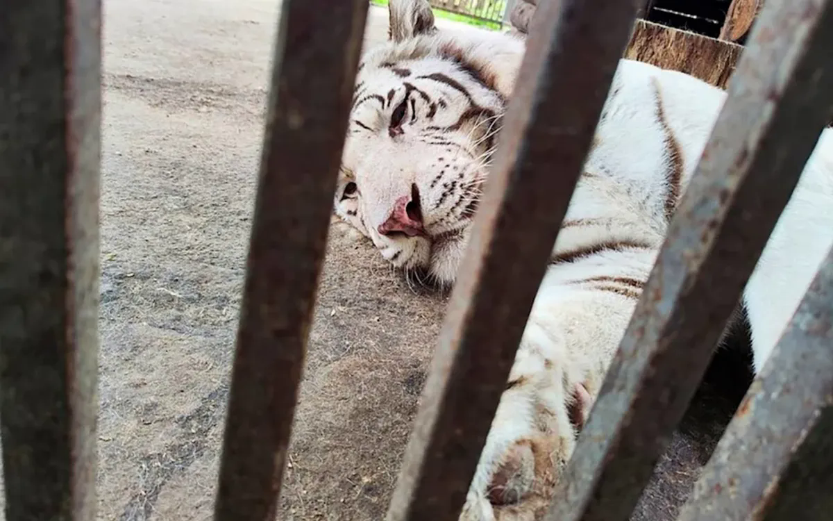 Người truyền cảm hứng cho toàn thế giới về tình yêu động vật bị hổ trắng vồ chết- Ảnh 1.