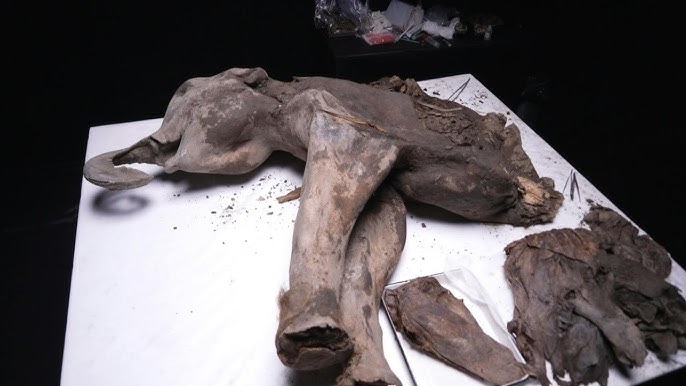 Cận cảnh: Các nhà khoa học Nga mổ khám nghiệm một con voi ma mút được bảo quản 130.000 năm trong lớp băng vĩnh cửu ở Siberia- Ảnh 5.