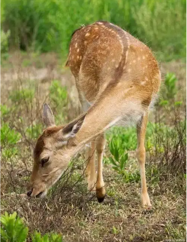 Đem con non 3 ngày tuổi về nuôi, chuyên gia hân hoan khi tìm thấy loài