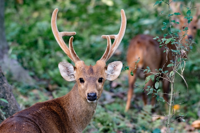 Đem con non 3 ngày tuổi về nuôi, chuyên gia hân hoan khi tìm thấy loài