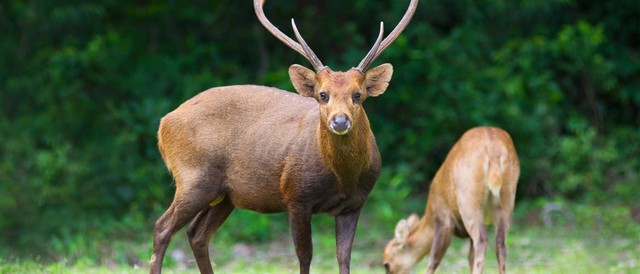 Đem con non 3 ngày tuổi về nuôi, chuyên gia hân hoan khi tìm thấy loài