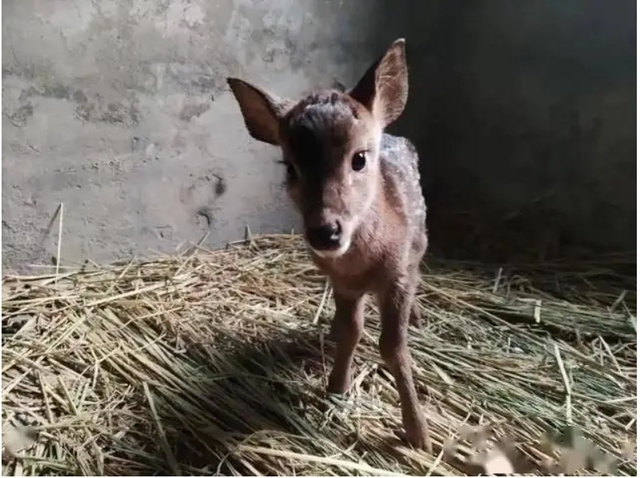 Đem con non 3 ngày tuổi về nuôi, chuyên gia hân hoan khi tìm thấy loài