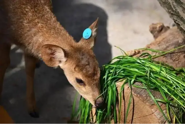 Đem con non 3 ngày tuổi về nuôi, chuyên gia hân hoan khi tìm thấy loài