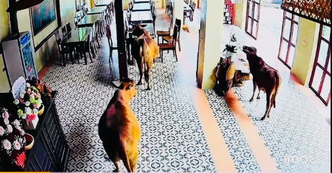 Ngã ngửa với hình ảnh từ camera