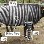 Ig Nobel 2025 gọi tên nghiên cứu ‘hóa trang’ bò thành ngựa vằn, pizza cho thằn lằn ig nobel 1758428550340 1758428550645290049487