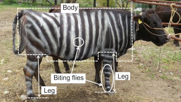 Ig Nobel 2025 gọi tên nghiên cứu ‘hóa trang’ bò thành ngựa vằn, pizza cho thằn lằn ig nobel 1758428550340 1758428550645290049487