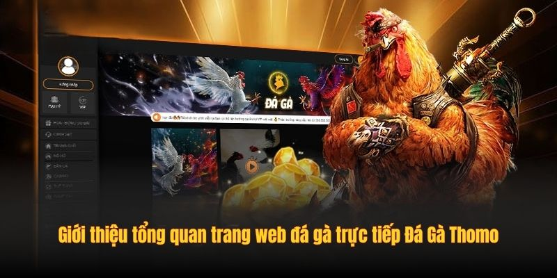 Giới thiệu tổng quan trang web đá gà trực tiếp Đá Gà Thomo