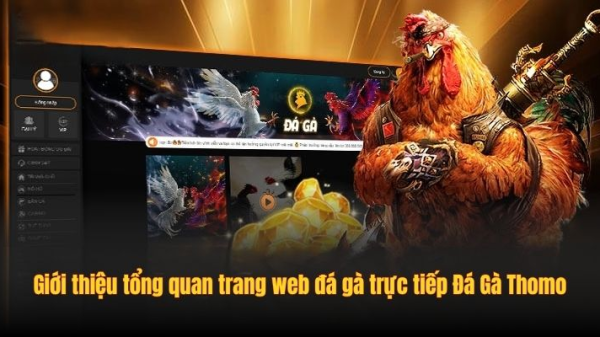 Đá Gà Thomo: Trang Web Đá Gà Trực Tiếp Uy Tín Nhất 2025 image 20251006221024 1