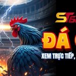 ST666 Đá Gà : Xem Trực Tiếp, Cược Thả Ga, Ưu Đãi Cực Xịn image 20251013201818 1