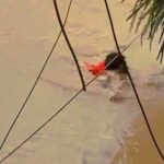 Vợ reo vui khi chồng bơi hơn 5 tiếng về nhà sau đêm mắc kẹt vì nước lũ image dai dien gif 5 tieng ve nha sau dem mac ket vi nuoc lu 846 1760158343 775 width740height495 gif2mp4 auto cropjpg