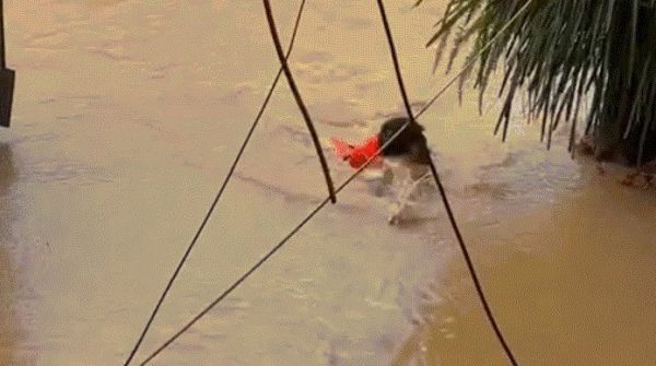 Vợ reo vui khi chồng bơi hơn 5 tiếng về nhà sau đêm mắc kẹt vì nước lũ 28 Vợ reo vui khi chồng bơi hơn 5 tiếng về nhà sau đêm mắc kẹt vì nước lũ image dai dien gif 5 tieng ve nha sau dem mac ket vi nuoc lu 846 1760158343 775 width740height495 gif2mp4 auto cropjpg