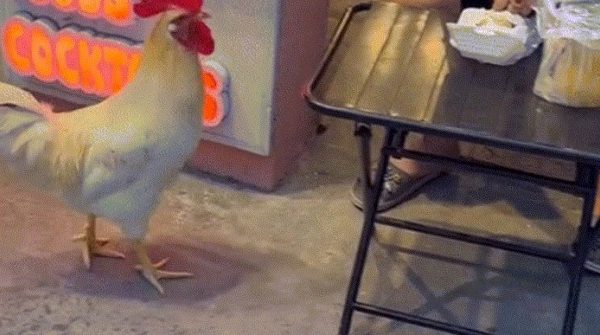 Gà đi lạc vào tiệm cà phê mèo ở TPHCM, được tắm sữa tắm, chăm như con cưng image dai dien gif tphcm duoc tam sua tam cham nhu con cung 1017 1760057382 791 width740height495 gif2mp4 auto cropjpg