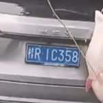 Treo cá khủng gần 40kg sau xe diễu phố, người đàn ông nhận ‘kết đắng’ image dai dien gifcachap 1748352825 434 width740height495 gif2mp4 auto cropjpg