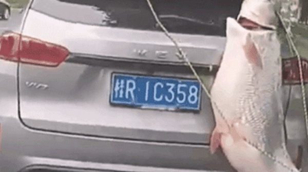 Treo cá khủng gần 40kg sau xe diễu phố, người đàn ông nhận ‘kết đắng’ image dai dien gifcachap 1748352825 434 width740height495 gif2mp4 auto cropjpg