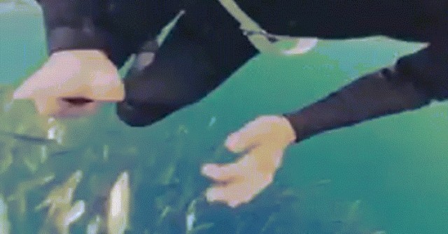 image-dai-dien-gifcanuotchung-1762780903-94-width740height495-gif2mp4-auto-cropjpg-1 Khoảnh khắc thợ lặn suýt bị cá voi nuốt chửng image dai dien gifcanuotchung 1762780903 94 width740height495 gif2mp4 auto cropjpg 1