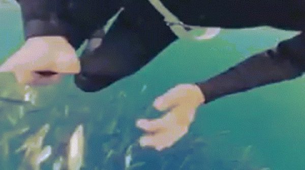 Khoảnh khắc thợ lặn suýt bị cá voi nuốt chửng 29 Khoảnh khắc thợ lặn suýt bị cá voi nuốt chửng image dai dien gifcanuotchung 1762780903 94 width740height495 gif2mp4 auto cropjpg