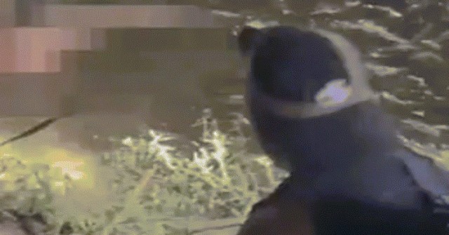 Ông bố 4 con bị cá sấu đoạt mạng trước mặt người thân image dai dien gifcasau200 1755498297 655 width740height495 gif2mp4 auto cropjpg 1