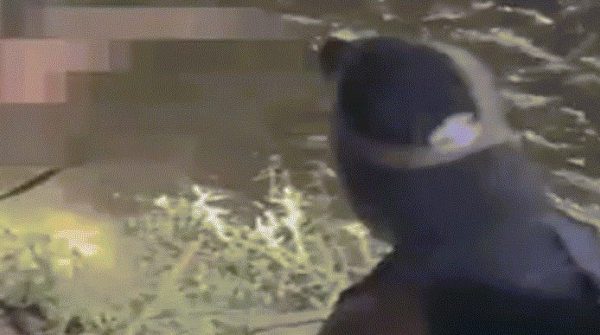 Ông bố 4 con bị cá sấu đoạt mạng trước mặt người thân 30 Ông bố 4 con bị cá sấu đoạt mạng trước mặt người thân image dai dien gifcasau200 1755498297 655 width740height495 gif2mp4 auto cropjpg