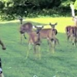 Cá sấu trả thù sau khi bị người phụ nữ ném dép image dai dien gifcasautrathu 1754107187 904 width740height495 gif2mp4 auto cropjpg