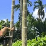 'Vua khỉ’ miền Tây leo cây thoăn thoắt, ngày hái cả tấn cau, kiếm bộn tiền image dai dien gifn thoat ngay hai ca tan cau kiem bon tien 2214 1755162268 961 width740height495 gif2mp4 auto cropjpg