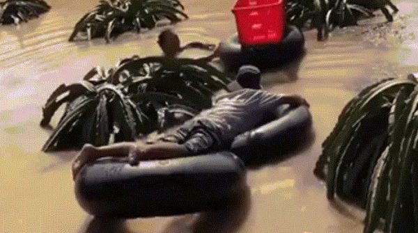 Vườn ngập sâu, nông dân bơi ra hái vét thanh long 34 Vườn ngập sâu, nông dân bơi ra hái vét thanh long image dai dien gifthanlongngap 1764907070 886 width740height495 gif2mp4 auto cropjpg